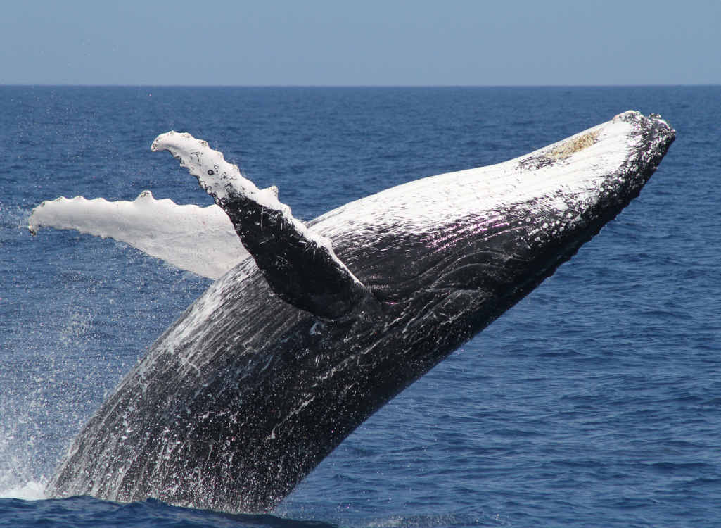 Whales spotted off Arrawarra Headland as northern migration begins Whales spotted off Arrawarra Headland as northern migration begins